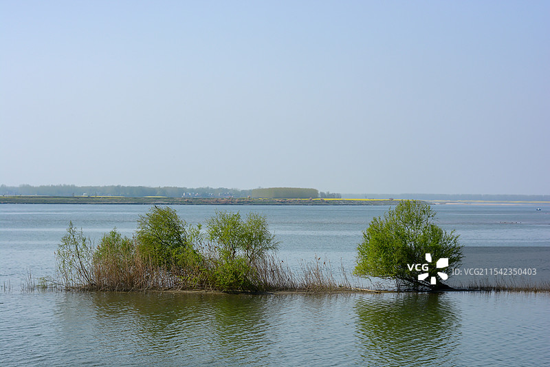 汉江沙岛上的矮树图片素材