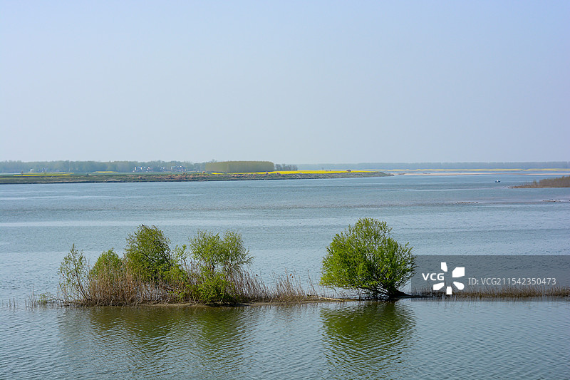 汉江沙岛上的矮树图片素材