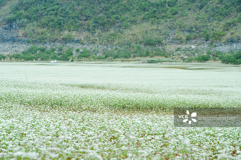 荞麦花图片素材