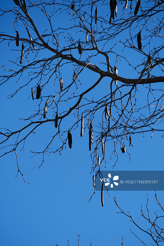 冬天蓝天背景下的皂角树。悬挂的皂荚图片素材