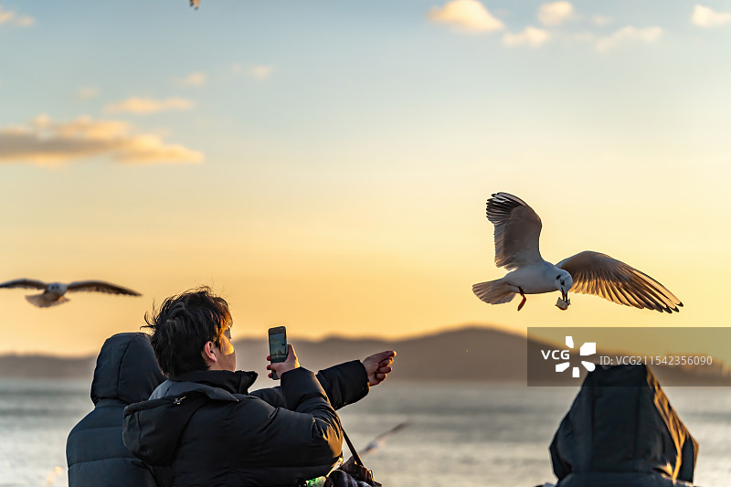青岛海滨黄金时段与海鸥互动图片素材