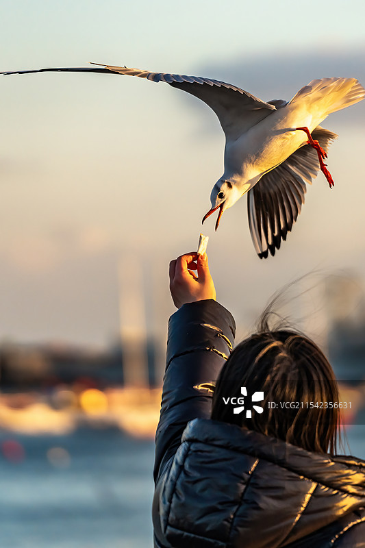 青岛海滨黄金时段与海鸥互动图片素材