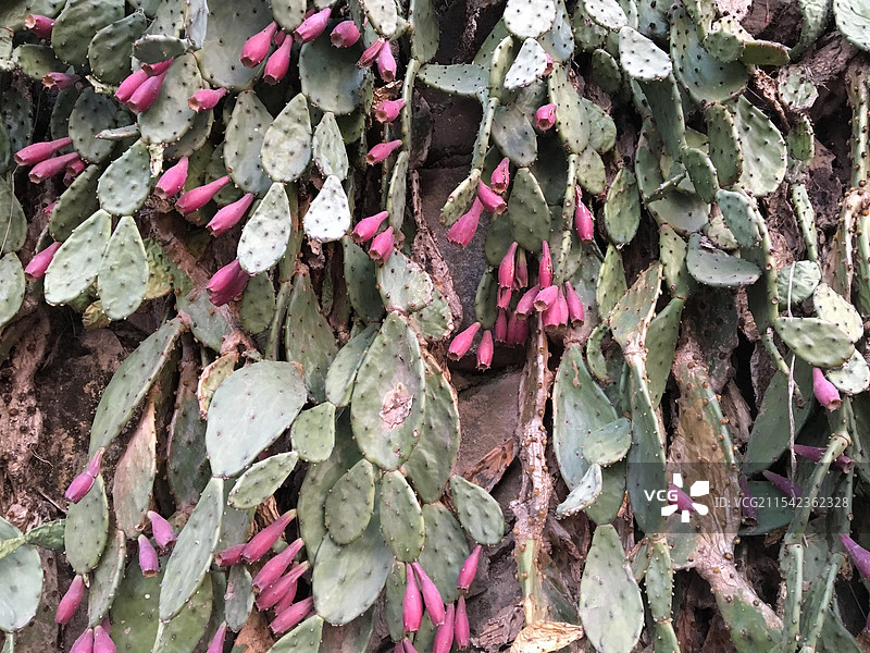 仙人掌果实图片素材