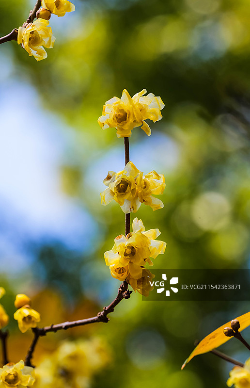 美丽的腊梅花串图片素材