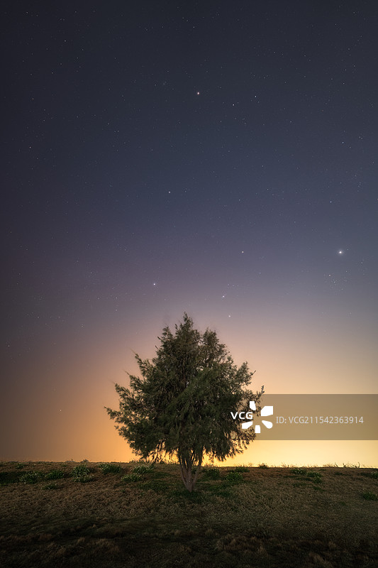 星空下的树图片素材