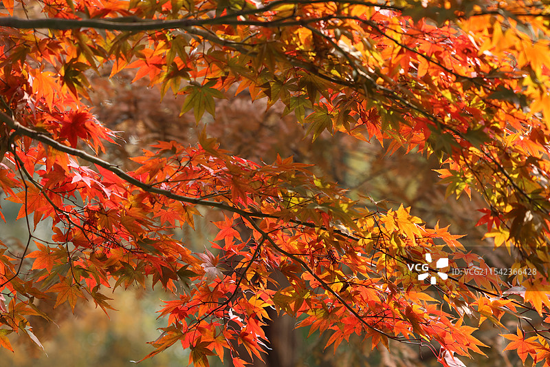 秋色枫叶空镜图片素材