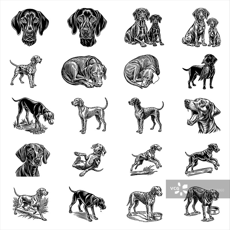 维兹拉犬图片素材