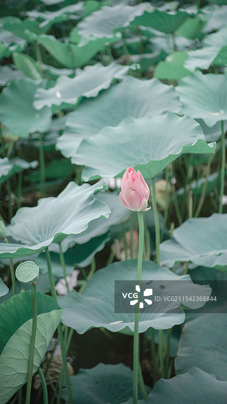 23.07.23 济南大明湖荷花图片素材