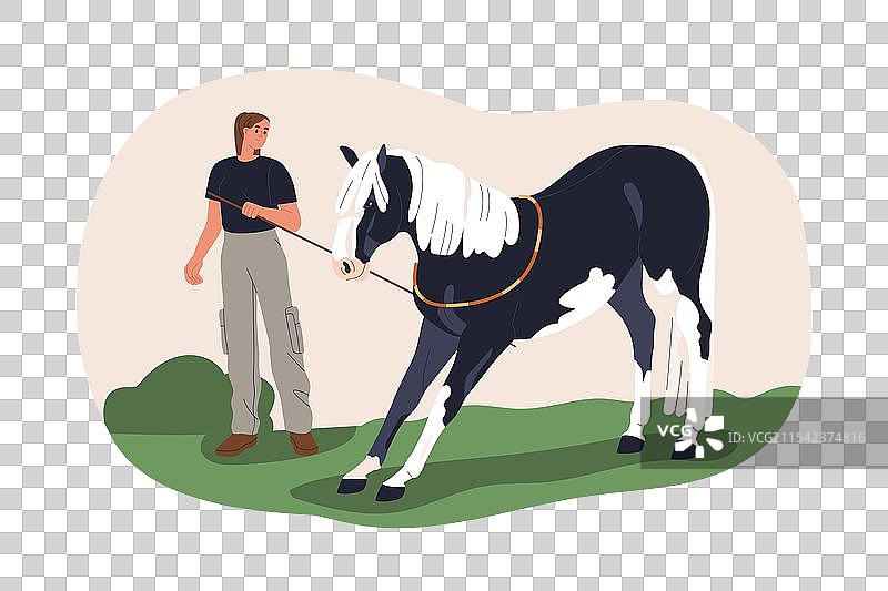 马在缰绳上训练的骑手图片素材