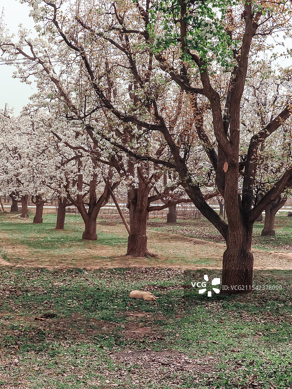 什川梨园图片素材