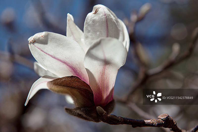 玉兰花图片素材