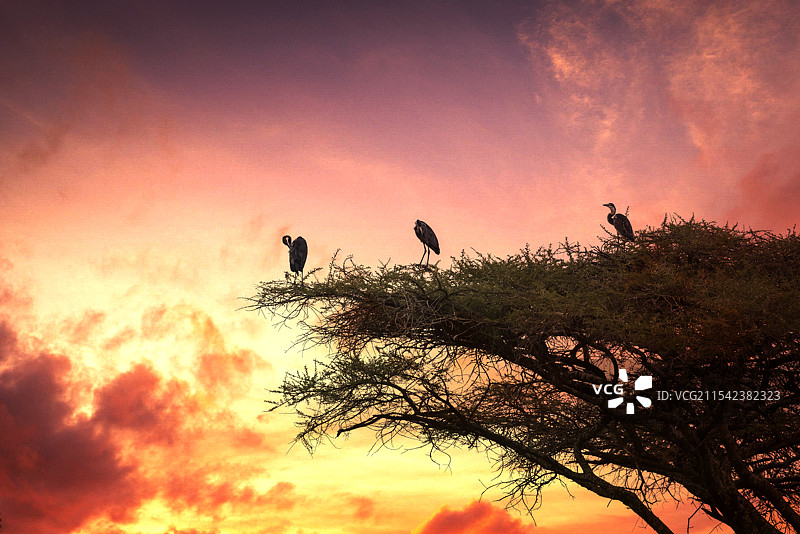 绮霞老树寒鸦 — 塞伦盖蒂大草原图片素材