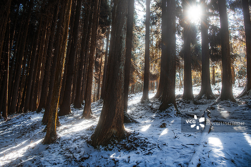 雪后初晴，林间光影图片素材
