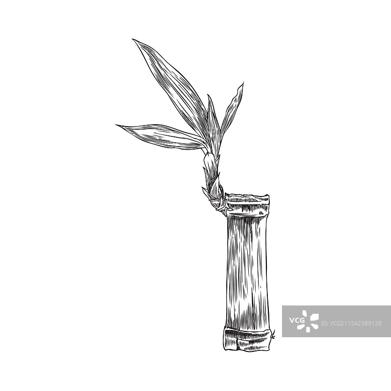 带有叶子雕刻的竹子植物茎段图片素材