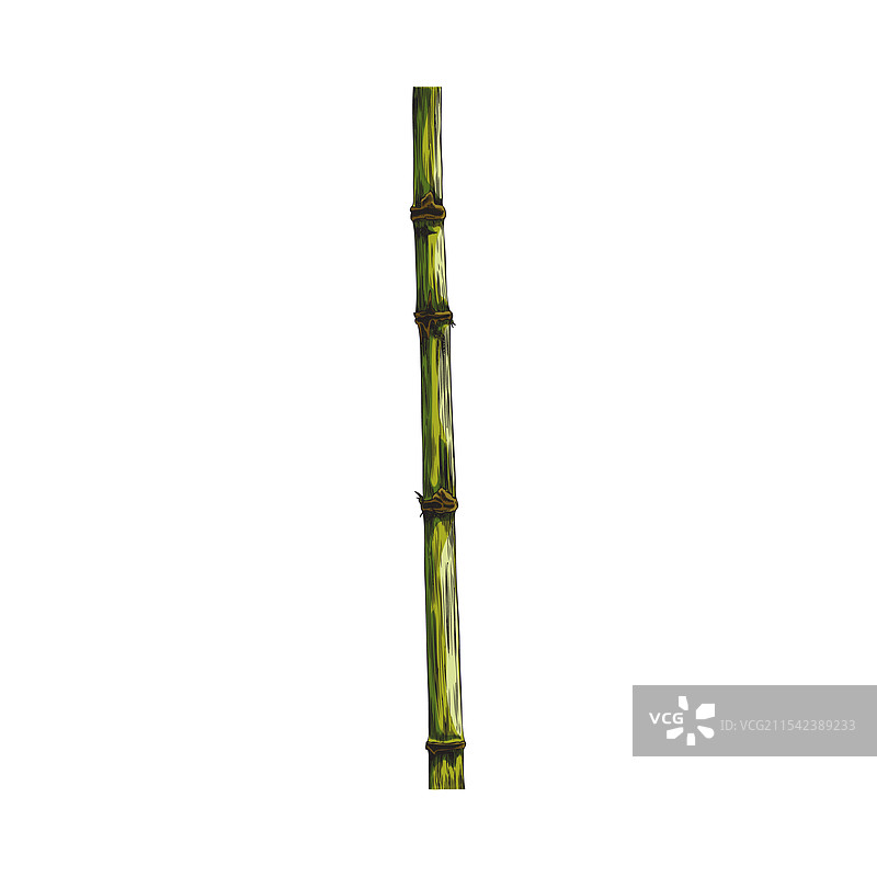 手绘竹子植物茎的颜色素描图片素材