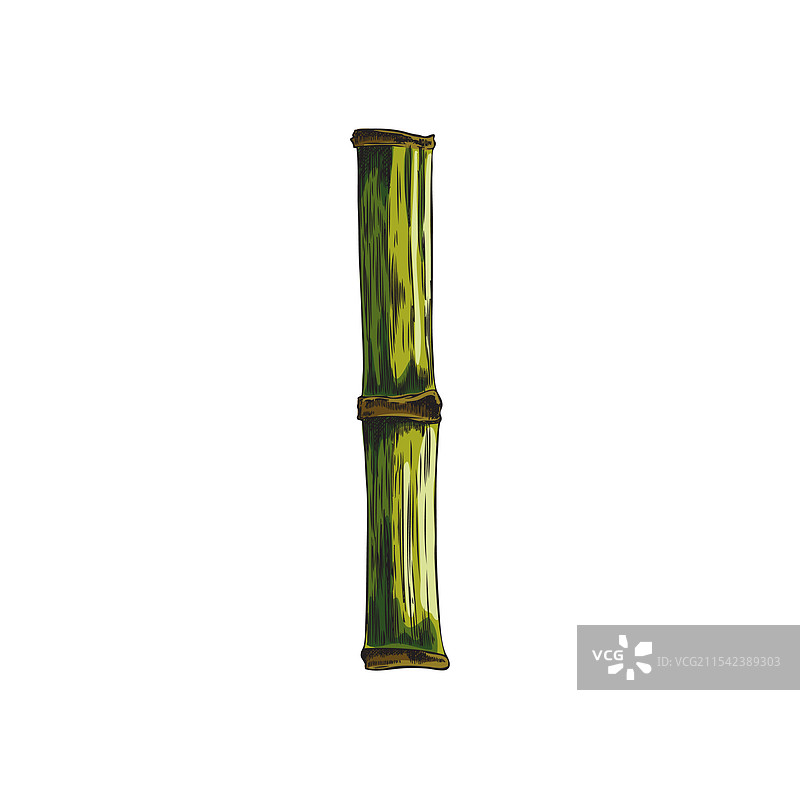 小竹子植物的彩色素描小茎段图片素材