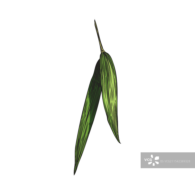 手绘亚洲竹叶色彩素描图片素材