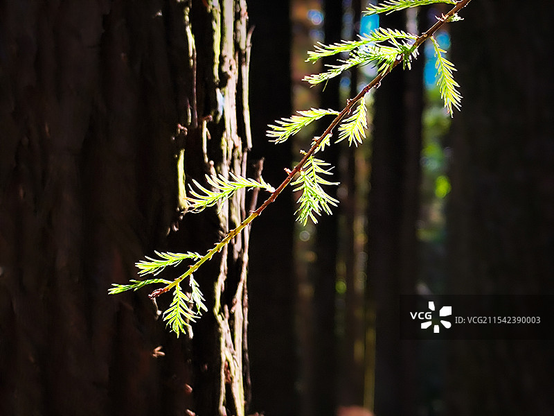 杉木:光予新生图片素材