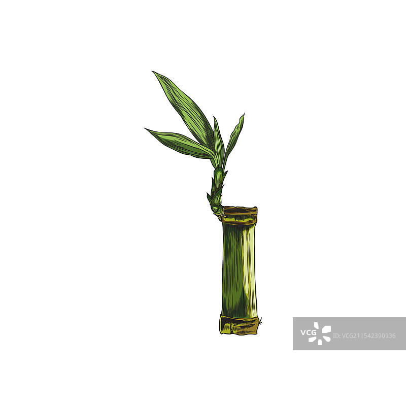 带叶子的绿色竹子植物茎的素描图片素材