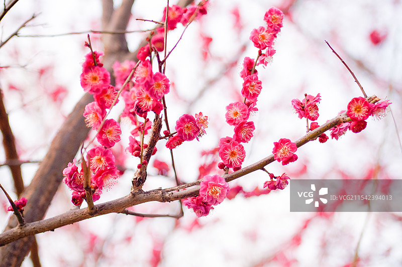 春天盛开的梅花图片素材