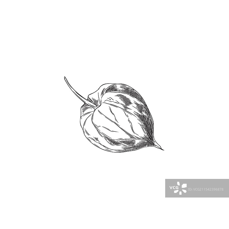 灯笼果植物上闭合的小萼片图片素材