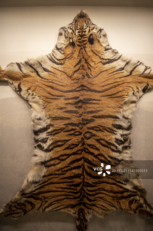 黑龙江省博物馆“20世纪初哈埠社会生活展”：东北虎皮（1927年，黑龙江省尚志市细鳞河站采集）图片素材