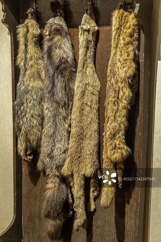 黑龙江省博物馆“20世纪初哈埠社会生活展”：松鼠（1924年，黑龙江省哈尔滨市附近采集）图片素材