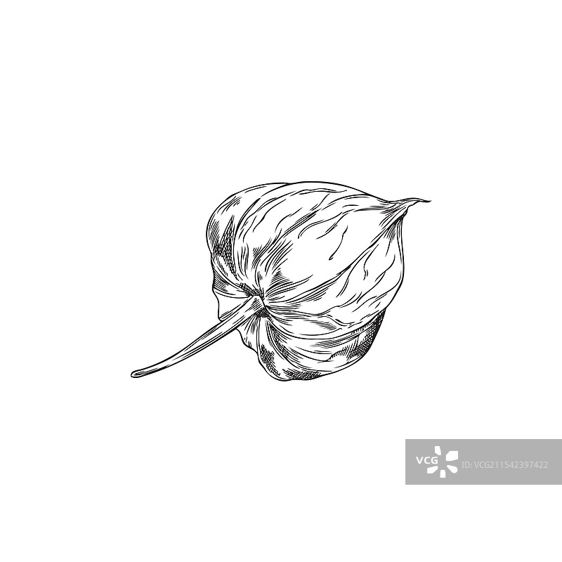 带有浆果的灯笼果闭合萼片在枝条上图片素材