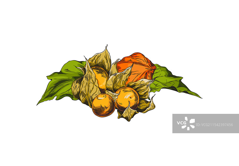 灯笼果植物的彩色素描，堆积的叶子图片素材