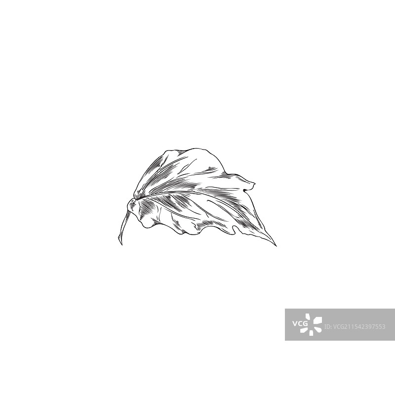 灯笼果植物落叶的雕刻素描图片素材