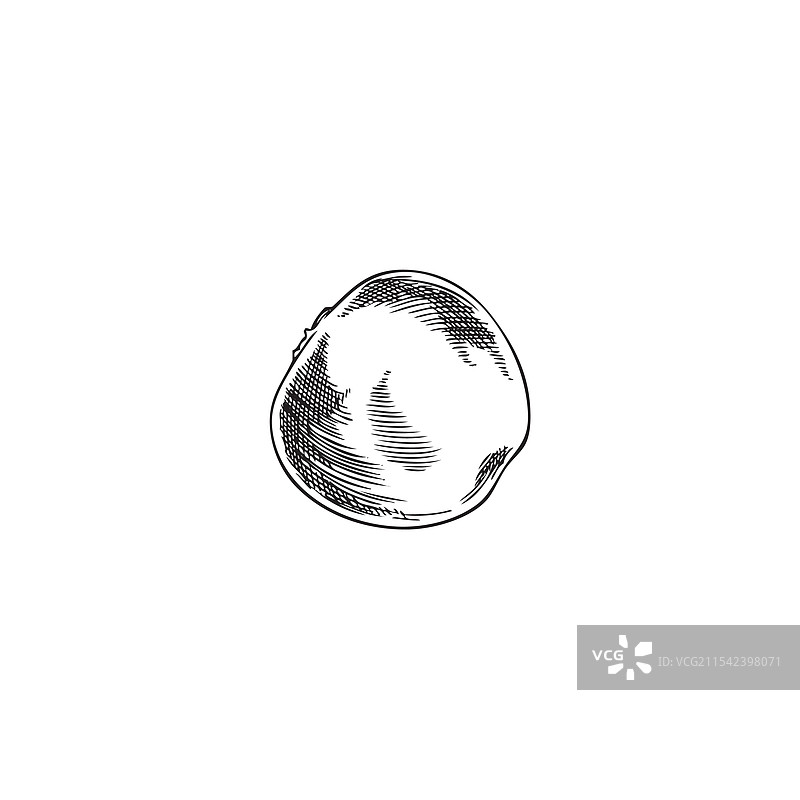 圆润成熟光滑的灯笼果胎儿图片素材