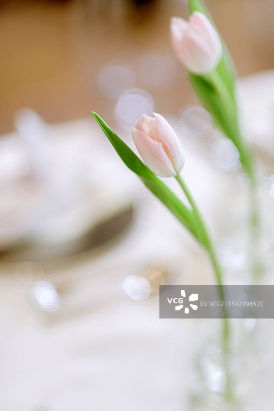 郁金香图片素材