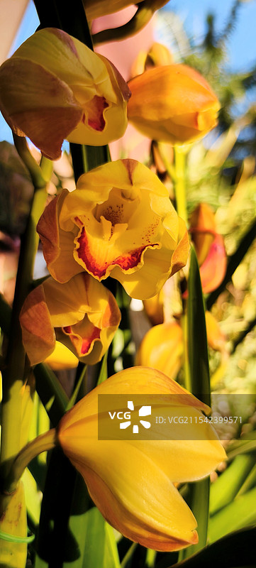 兰   花图片素材