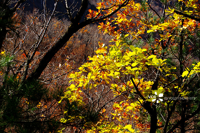 黑龙江汤原县鹰山风光图片素材