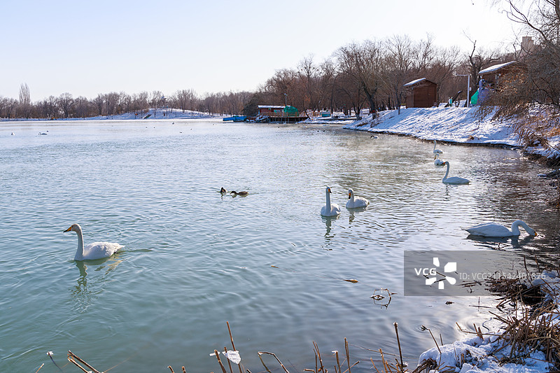 新疆博乐市滨河公园美丽优雅的天鹅在河面上悠闲地游弋图片素材