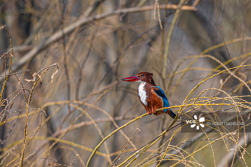 白胸翡翠图片素材