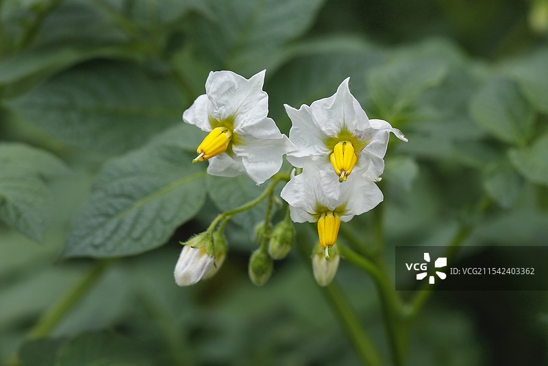 普通却清新脱俗的土豆花图片素材