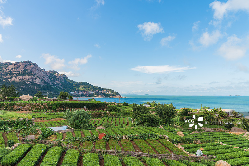崂山茶园风光图片素材