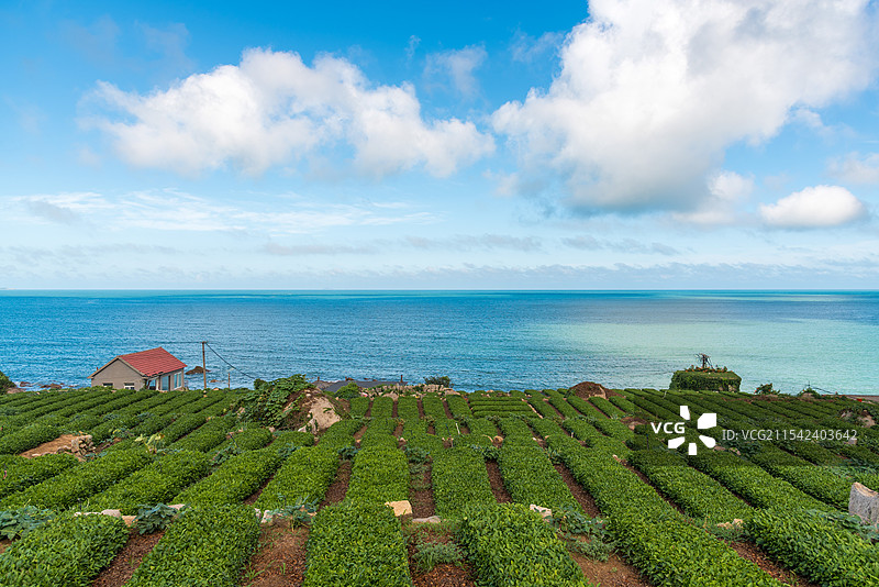 崂山茶园风光图片素材