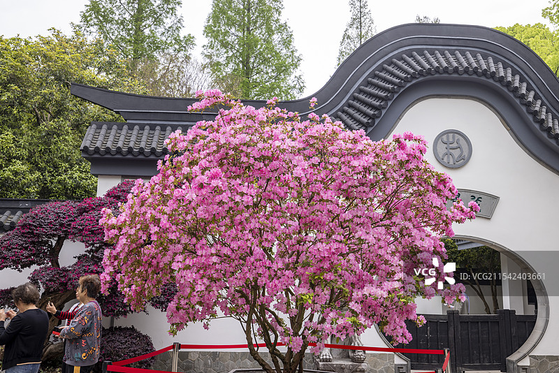 上海植物园的杜鹃花王图片素材