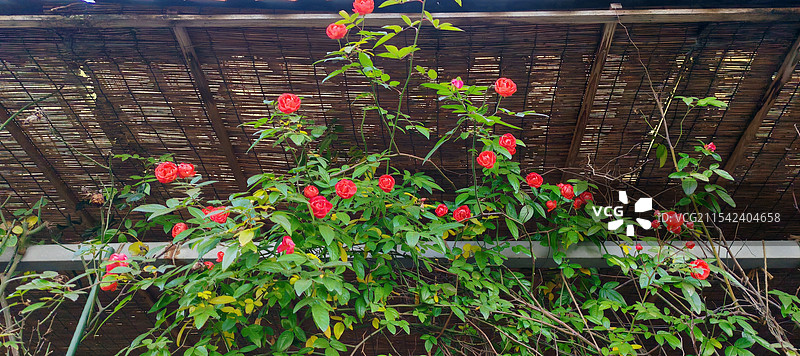 四川绵阳游仙麒麟村七五水库，农家小院，月季花图片素材