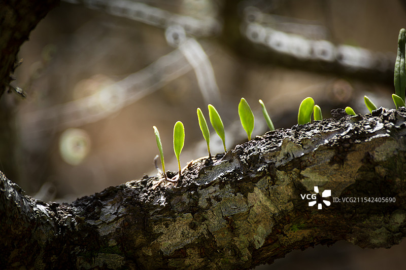 寄生长在大树上的附生植物叶子的特写镜头图片素材