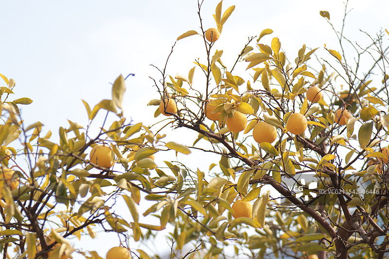 柠檬树图片素材