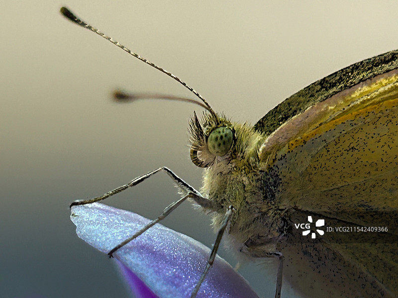 小灰蝶的局部图片素材