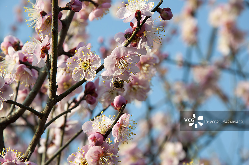 东湖梅花盛开图片素材