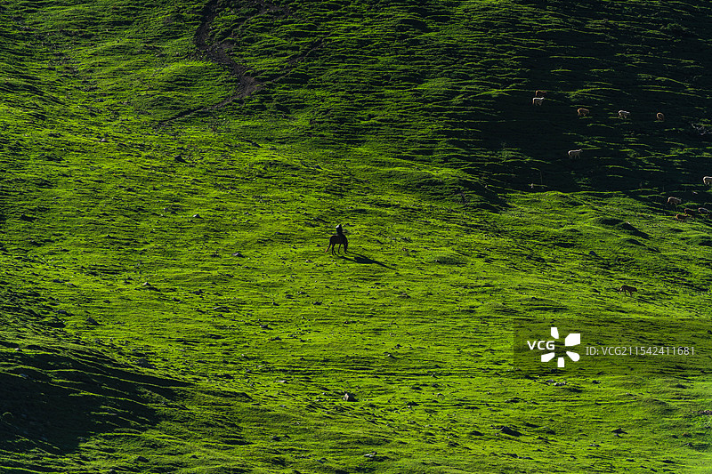 草原之上，牧人的孤影和羔羊的呢喃图片素材