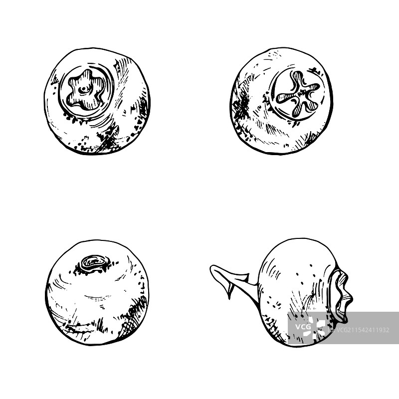 蓝莓、黑莓和黑刺李手绘图案图片素材