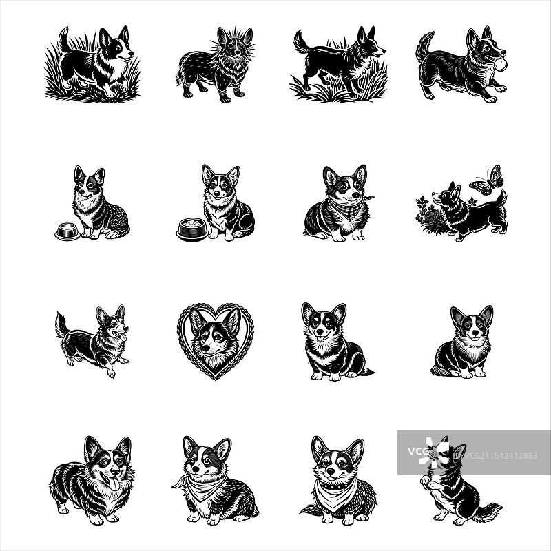 威尔士柯基犬图片素材