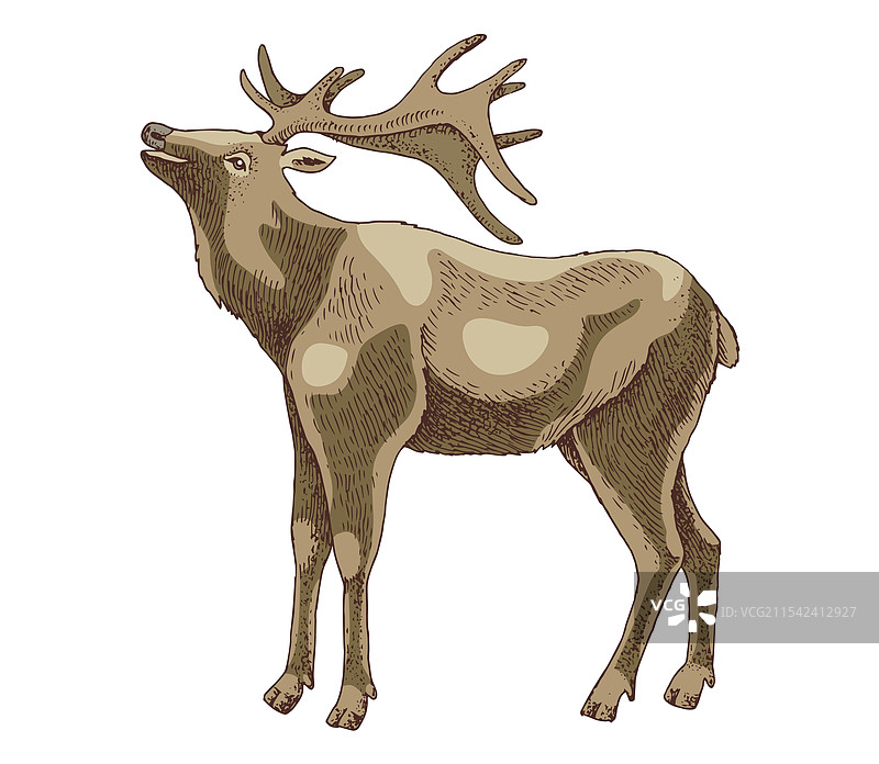 手绘野生鹿图片素材