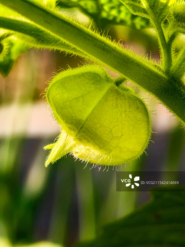 灯笼果(东北姑娘果)图片素材